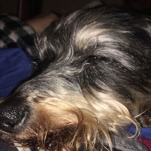 Meet your Posher, Dixie